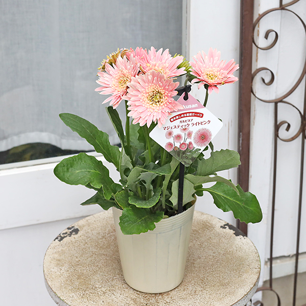 花苗 ガーベラ ガルビネア スイートメモリー フェミー スウィート