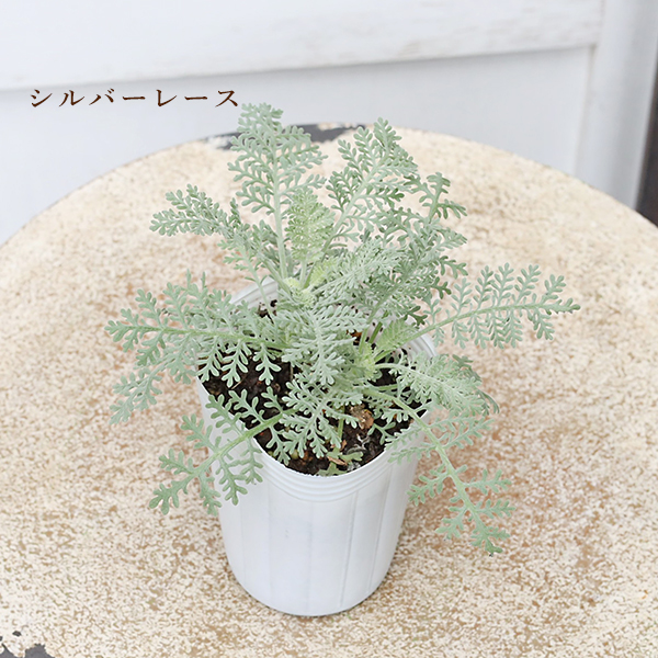 草花苗 シロタエギク シルバーダスト シルバーレース ダスティミラー