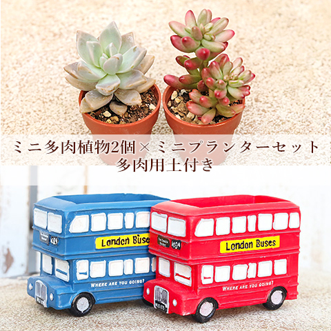 多肉植物2個×ロンドンバスポットセット 培養土付き 鉢 雑貨 寄せ植え