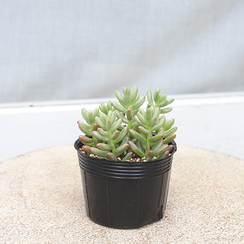 ✿多肉植物・オーロラ✿ 3fa870fade62dd362c397afaca8944