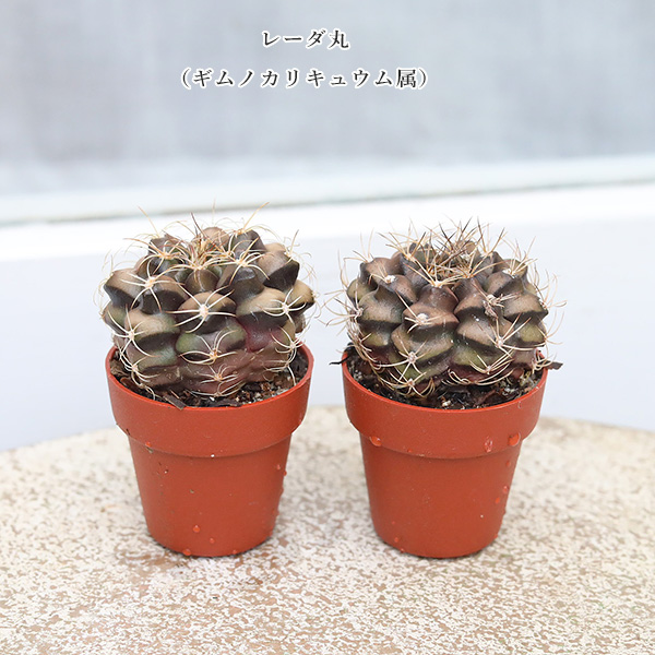 4苗セット サボテン 多肉植物 プラグ苗 1号(3cm)ポット 多年草 ミニ