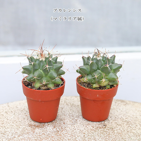 4苗セット サボテン 多肉植物 プラグ苗 1号(3cm)ポット 多年草 ミニ