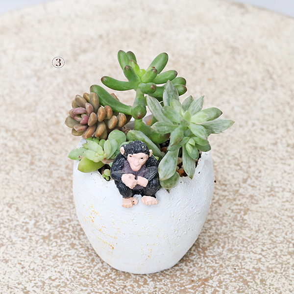 現品販売 かわいいプランター×ミニ多肉植物寄せ植え 多年草 鉢 雑貨