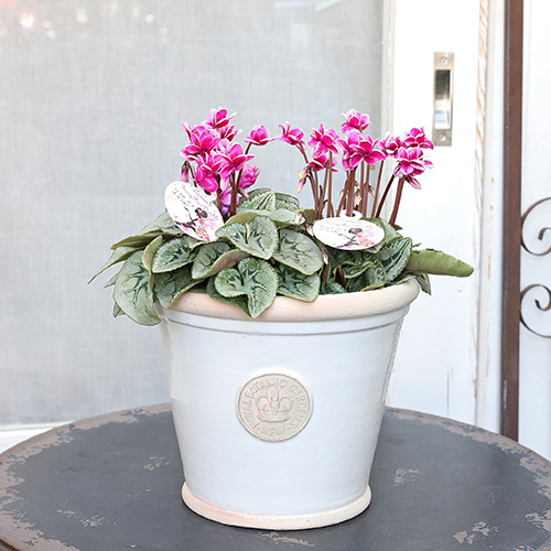 ガーデニング雑貨 陶器鉢 キューガーデン ラピスキューポット ホワイト