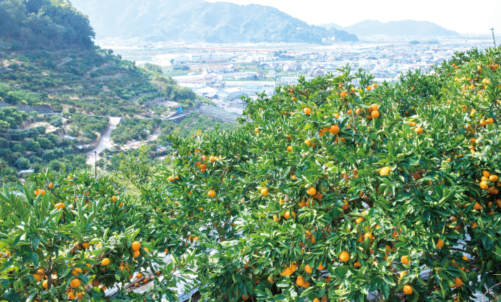 原料は和歌山有田産のみかん