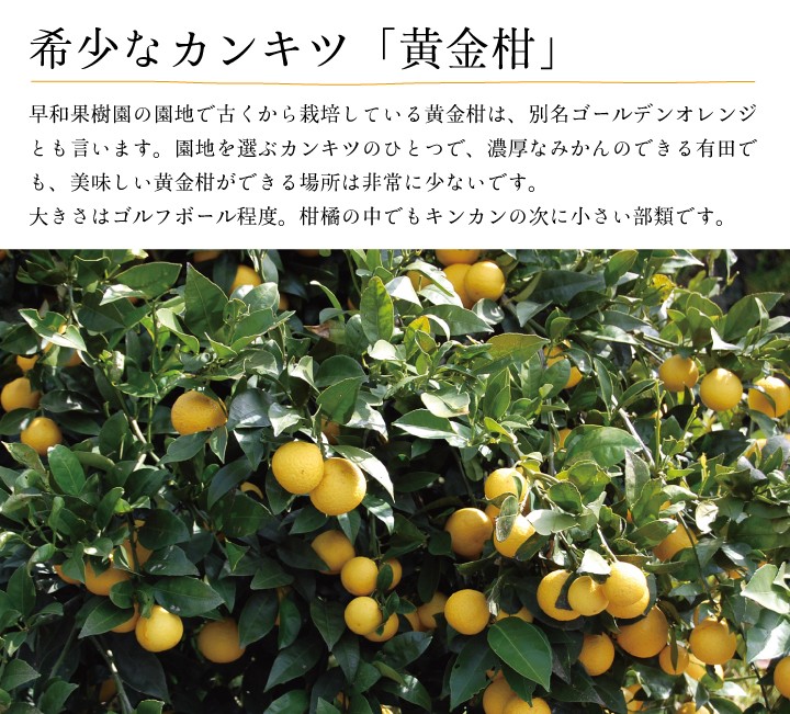 黄金柑 3kg 送料無料 和歌山 有田産 ゴールデンオレンジ おうごんかん 