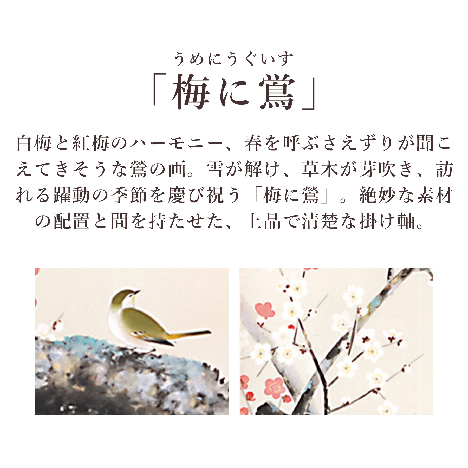 掛け軸 掛軸 「梅に鴬」 田辺修二 尺五立 サイズ：54.5×190cm 桐箱付