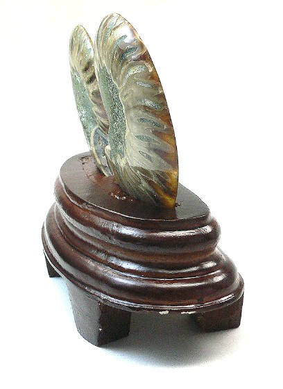 アンモナイト(化石)小さいサイズ 台座付き : エスピーストーン - 通販