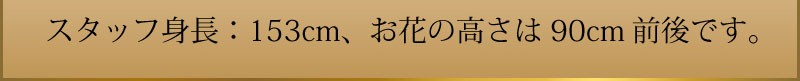 スタッフ身長：153cm、お花の高さは95cm前後です。