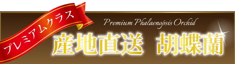 プレミアムクラス 産地直送 胡蝶蘭