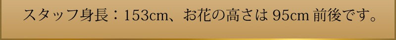 スタッフ身長：153cm、お花の高さは95cm前後です。