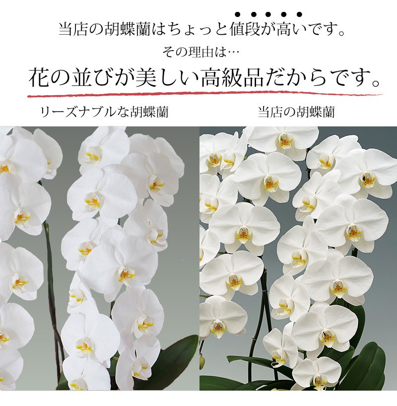 当店の胡蝶蘭はちょっと値段が高いです。その理由は…花の並びが美しい高級品だからです。