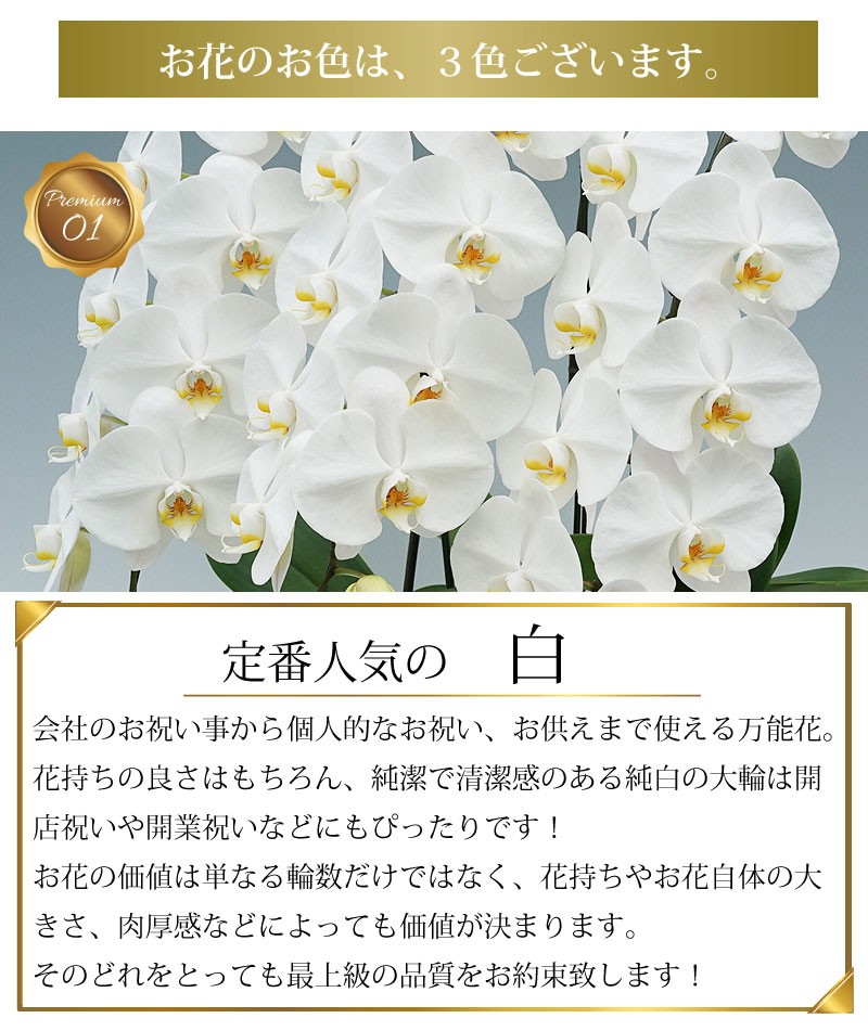 定番人気の白 会社のお祝い事から個人的なお祝い、お供えまで使える万能花。花持ちの良さはもちろん、純潔で清潔感のある純白の大輪は開店祝いや開業祝いなどにもぴったりです！