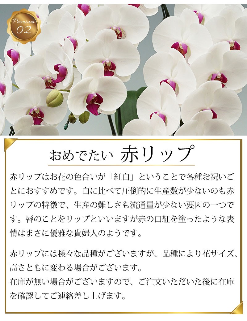 おめでたい赤リップ 赤リップはお花の色合いが「紅白」ということで各種お祝いごとにおすすめです。白に比べて圧倒的に生産数が少ないのも赤リップの特徴で、生産の難しさも流通量が少ない要因の一つです。唇のことをリップといいますが赤の口紅を塗ったような表情はまさに優雅な貴婦人のようです。