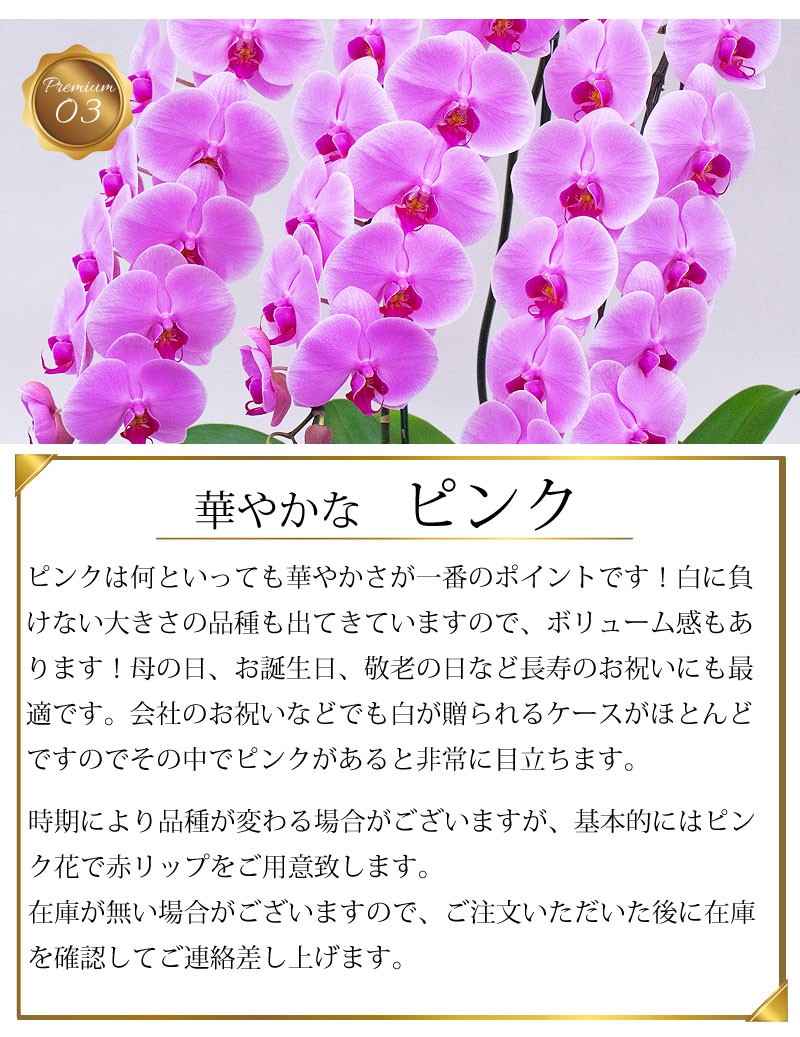 華やかなピンク ピンクは何といっても華やかさが一番のポイントです！白に負けない大きさの品種も出てきていますので、ボリューム感もあります！母の日、お誕生日、敬老の日など長寿のお祝いにも最適です。会社のお祝いなどでも白が贈られるケースがほとんどですのでその中でピンクがあると非常に目立ちます。