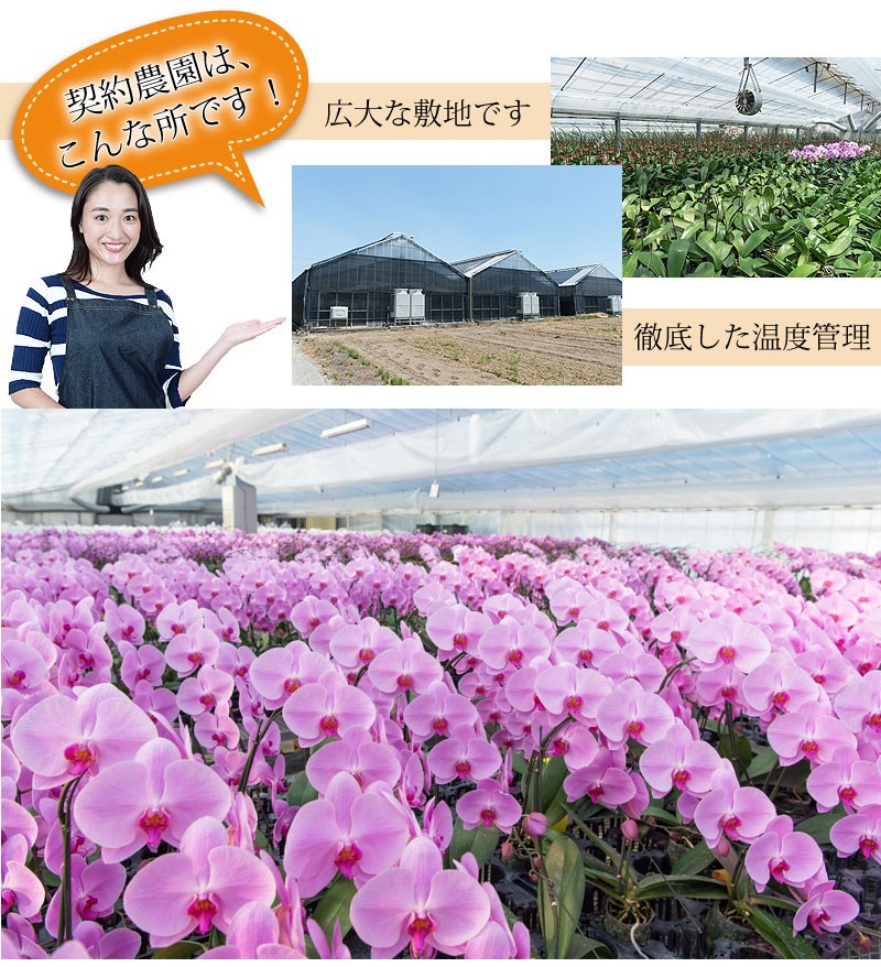 契約農園は広大な敷地面積。温室で徹底した温度管理。