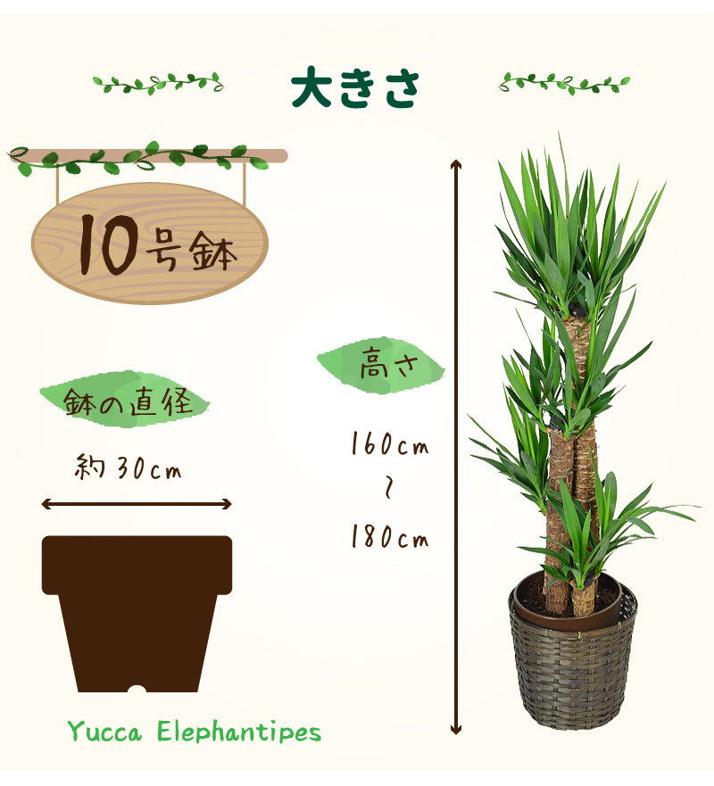 ユッカ エレファンティペス 10寸 カゴ付き 観葉植物 青年の木 送料無料