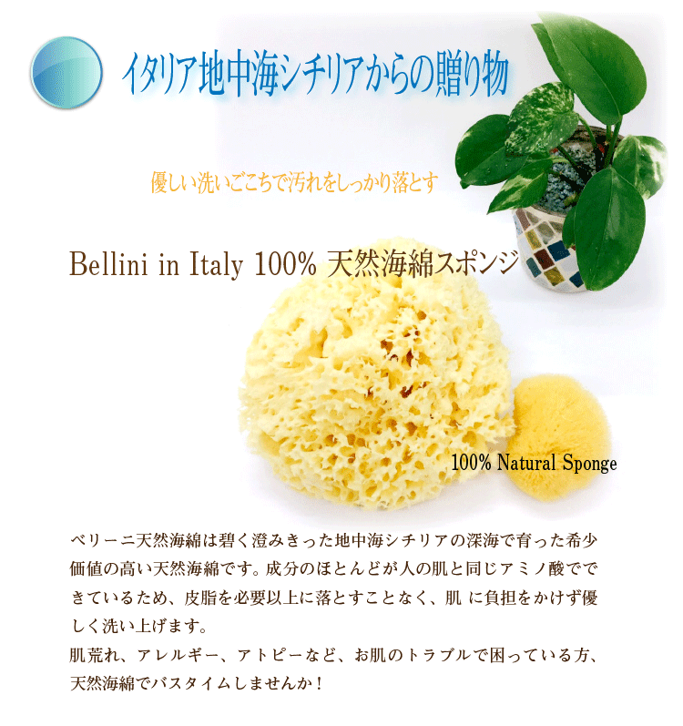 ベリーニ イタリア産高品質 シースポンジ 天然海綿 ハニコム種 Lサイズ Bellini Sponge L スターク 通販 Yahoo ショッピング