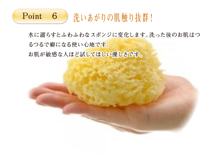 ベリーニ イタリア産高品質 シースポンジ 天然海綿 ハニコム種 Lサイズ Bellini Sponge L スターク 通販 Yahoo ショッピング