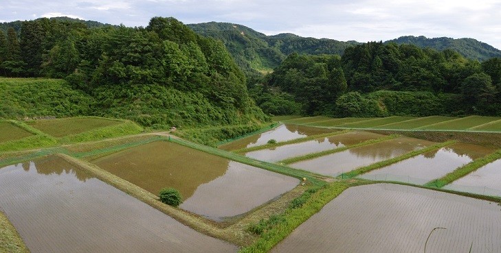 JVC応援米