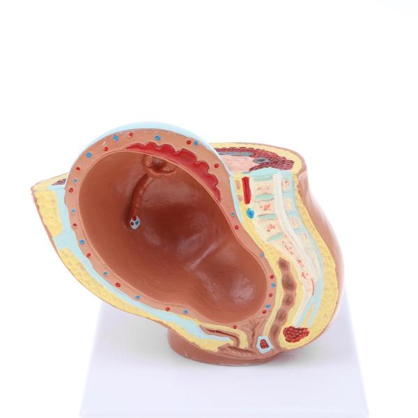 PNATOMY 胎児模型 約15cm Amazon.co.jp: Perfk 子宮内妊娠模型 9ヶ月胎児モデル PVC