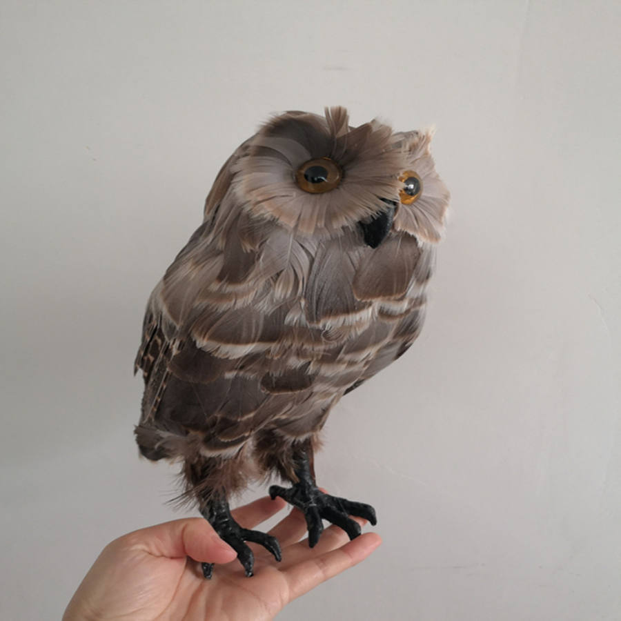 フクロウの剥製 フクロウの剥製 - メルカリ