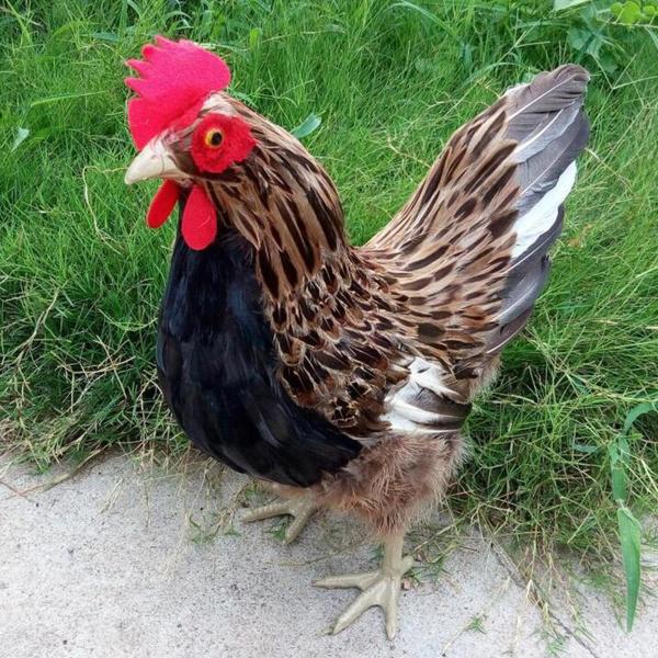 リアルな鶏モデルリアルな鶏像リアルな動物の置物L