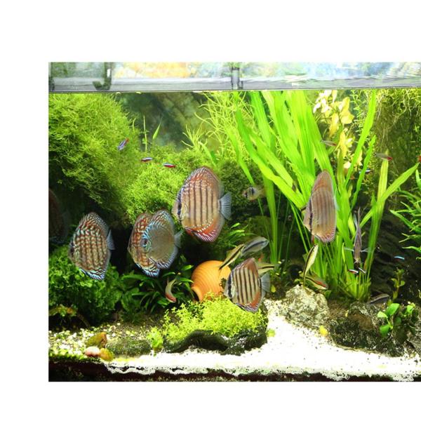 水族館の背景ステッカー、片面壁紙水槽の背景水生植物＆魚 - XXL