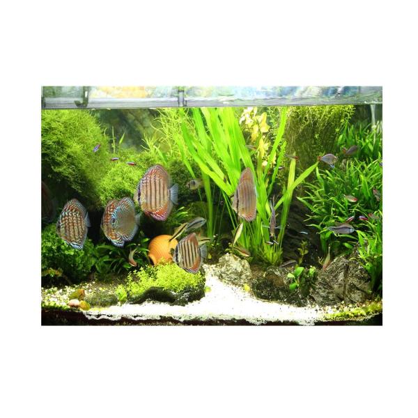 水族館の背景ステッカー、片面壁紙水槽の背景水生植物＆魚 - XXL