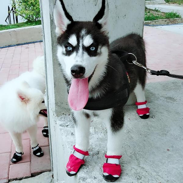 4ピース/個の犬用靴滑り止めソール付き防水足保護靴に拡大小型犬から大型犬まで - 赤S