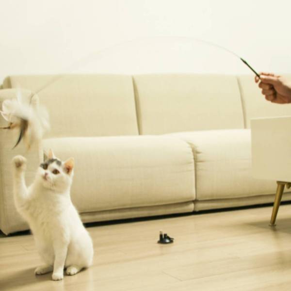猫じゃらし 猫のおもちゃ ベル付き 羽 強力吸盤 猫用品 屋内 猫用 猫 おもちゃ トレーニングツール ふわふわ 鈴 釣竿 ネコ