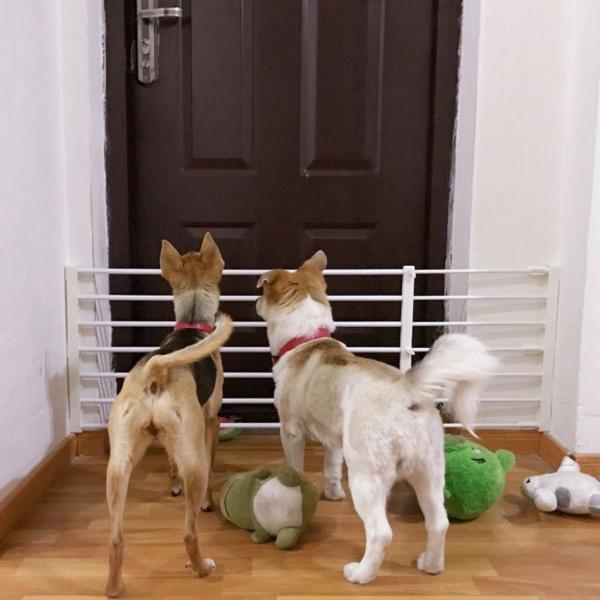 拡張可能なゲートプロテクターバリア格納式犬のゲート屋内ホールハウス 39to60cmx42cm 黒