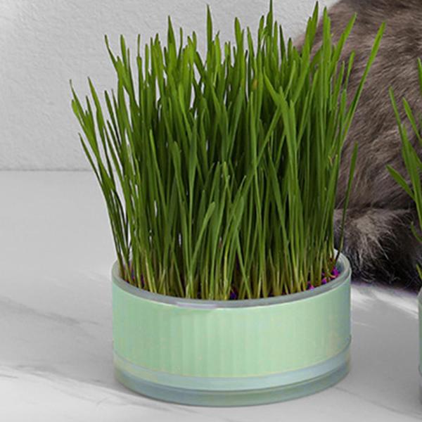 種子スプラウタートレイ水耕猫草ボックス温室苗植え用グリーン