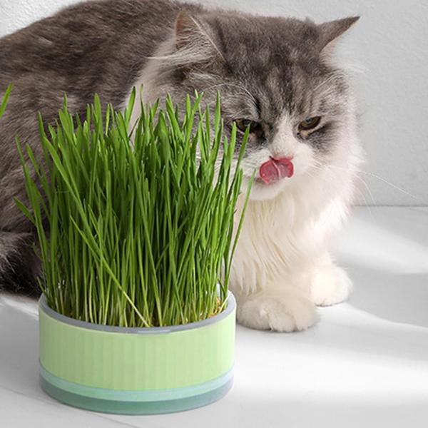 種子スプラウタートレイ水耕猫草ボックス温室苗植え用グリーン