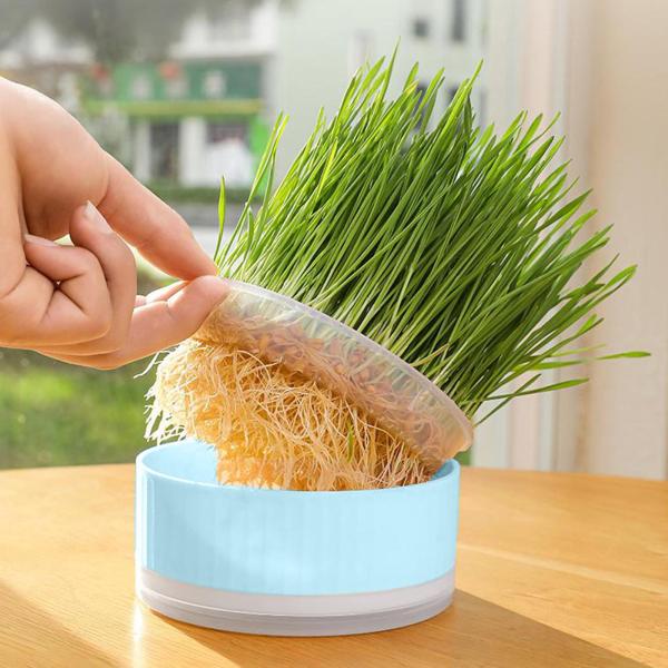 種子スプラウタートレイ水耕猫草ボックス温室苗植え用ブルー