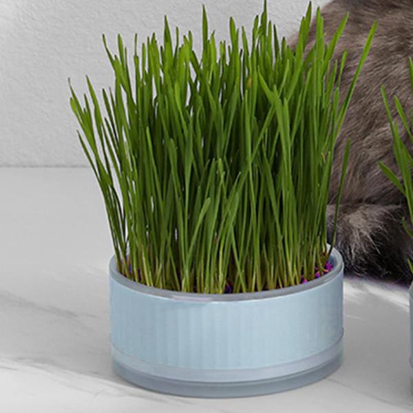 種子スプラウタートレイ水耕猫草ボックス温室苗植え用ブルー