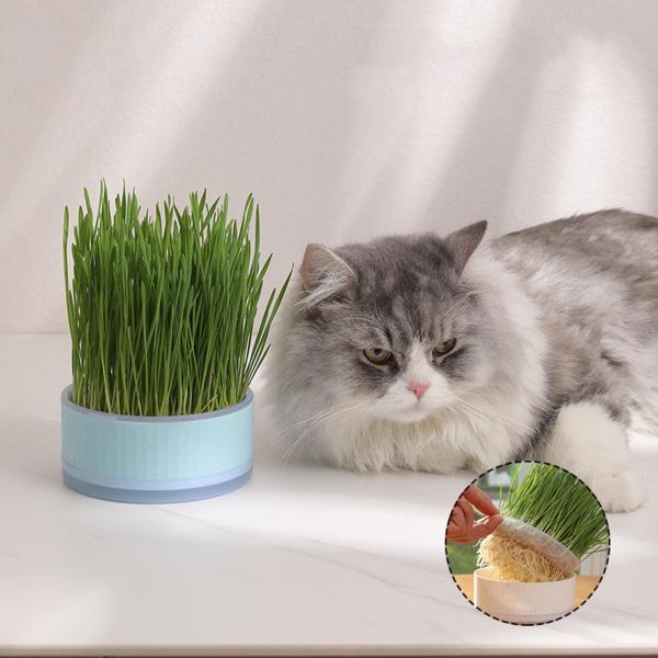 種子スプラウタートレイ水耕猫草ボックス温室苗植え用ブルー