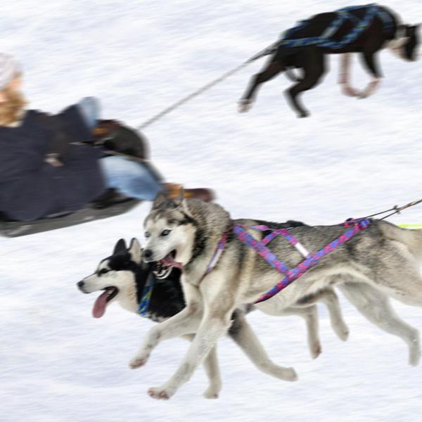 犬引っ張りハーネス スポーツ Skijoring Bikejoring ワークアウト スレッド ハーネス L ブルー