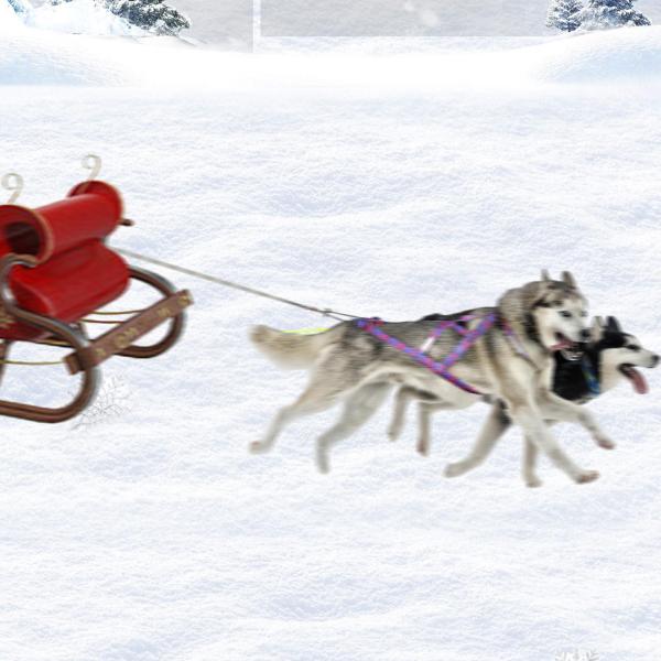 犬引っ張りハーネス スポーツ Skijoring Bikejoring ワークアウト そりハーネス XXL ブルー