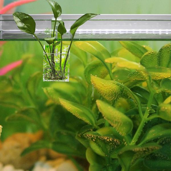 水族館植物カップグラスホルダーアクリル水族館水植物棚植物栽培ポット植栽カップアクセサリー装飾