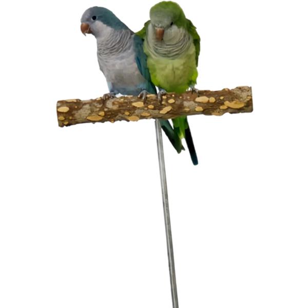 オウム パーチ プレイスタンド 実用的な鳥遊びジムスタンド オウム オカメインコ用 L ラウンド
