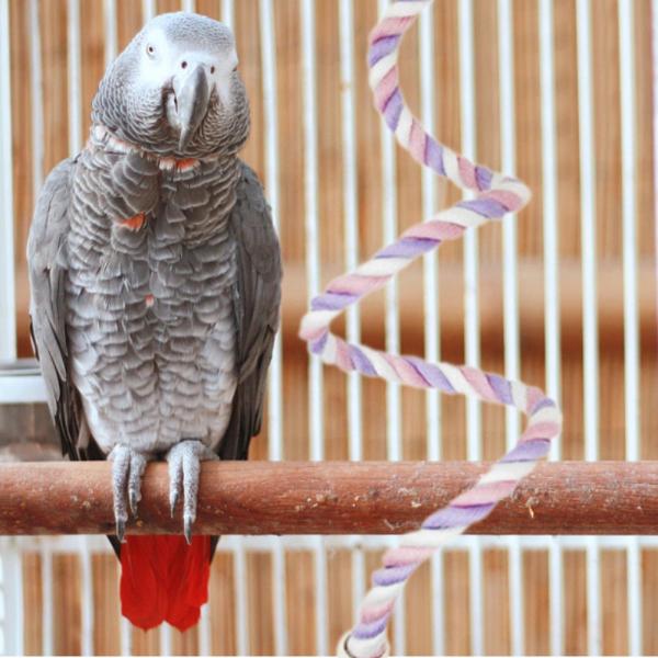 コットン製 曲げられるロープ ラブバード用 レギュラーから大型の鳥用 オカメインコ 60cm