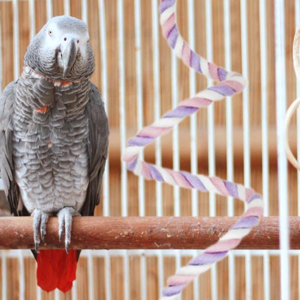 コットン製 曲げられるロープ ラブバード用 レギュラーから大型の鳥用 オカメインコ 80cm