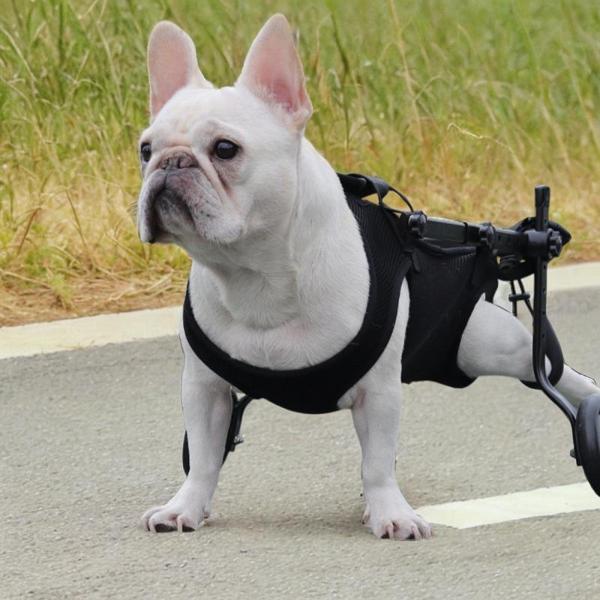 ペット用リフティングハーネス シニア犬用リフティングストラップキャリア 関節損傷 M