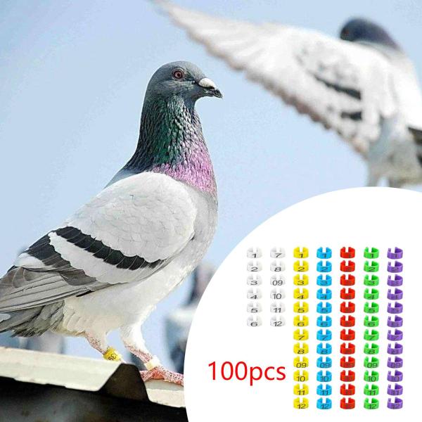 鳥脚バンド 家禽用足リング 8mm マルチカラー 多用途マーカー 鳥識別脚