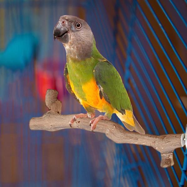 吸盤木製パーチおもちゃ、オウムケージパーチおもちゃ、インコ、ラブバード、セキセイインコ、ハチドリ用オウムスタンド