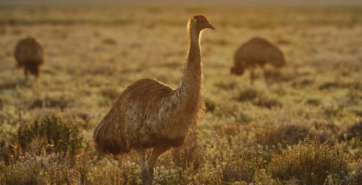 emu エミュー Mareeba マリーバ サンダル シープスキン スリッパ