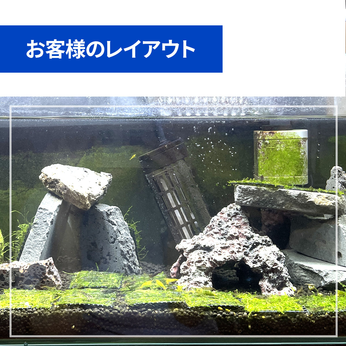 水槽用天然石 ボルケーノロック サイズミックス 5kg 溶岩石プレート