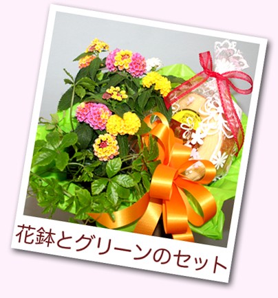 花鉢とスイーツ フラワーギフト