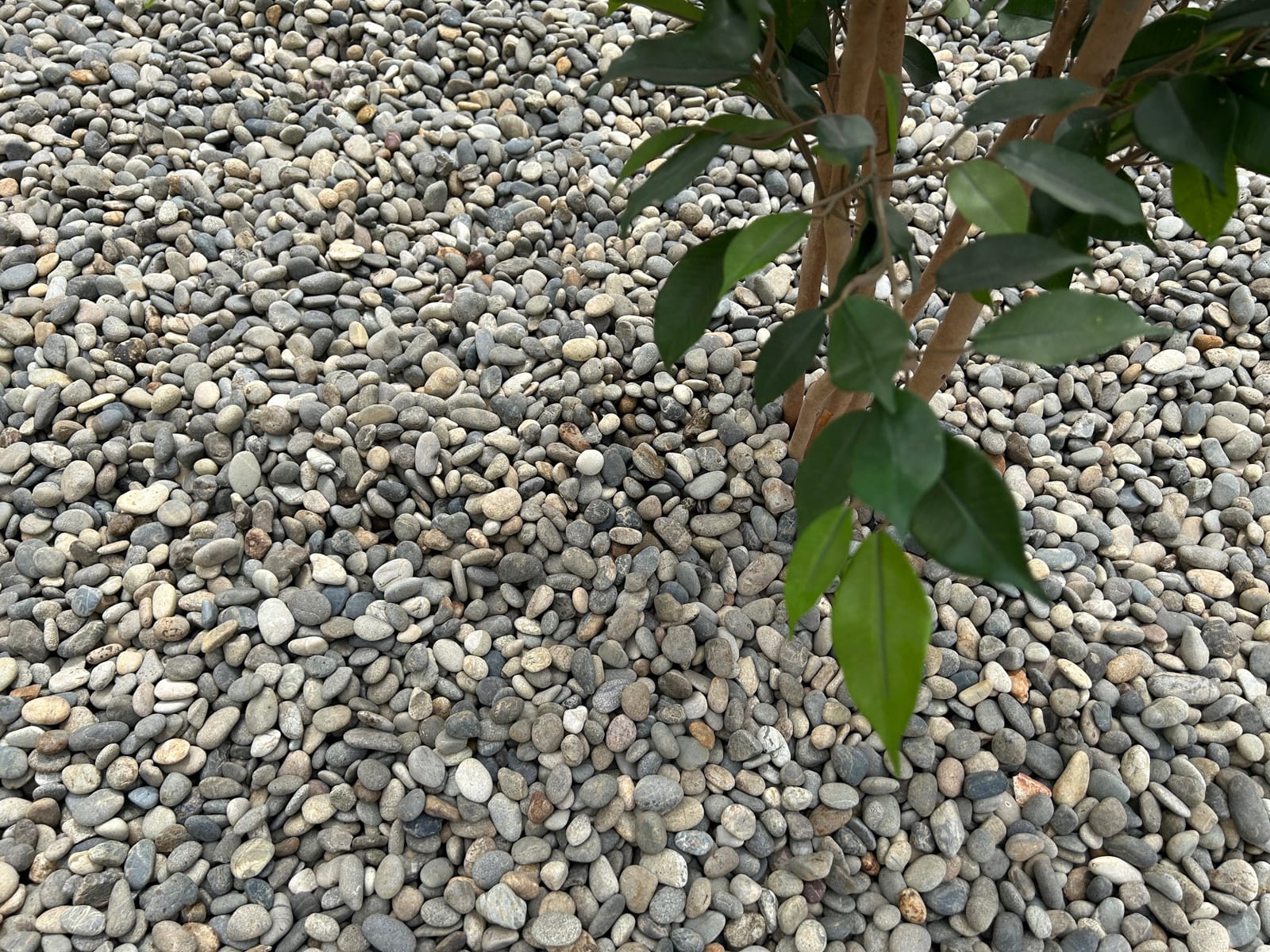 砂利 玉石 洋風 庭 玉砂利
